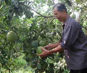 Ông Tạ Đình Đào, hội viên NCT tiêu biểu  phát triển kinh tế với mô hình trồng cây có múi  tại thị trấn Cao?Phong (Cao?Phong).